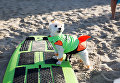 Участник турнира по собачьему серфингу Surf City Surf Dog на пляже Хантингтон-Бич, Калифорния. 23 сентября 2017 года Участник турнира по собачьему серфингу Surf City Surf Dog на пляже Хантингтон-Бич, Калифорния. 23 сентября 2017 года
