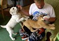 Ветеринар зоопарка Виктор Агафонов с маленькой львицей Астрой и щенком среднеазиатской овчарки по кличке Эльза Ветеринар зоопарка Виктор Агафонов с маленькой львицей Астрой и щенком среднеазиатской овчарки по кличке Эльза