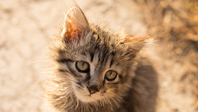 Котенок. Архивное фото