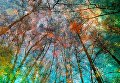 Yuri Pritisk. Touch Of Autumn Yuri Pritisk. Touch Of Autumn