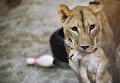 Африканская львица Эмма с одним из трех львят в Екатеринбургском зоопарке Африканская львица Эмма с одним из трех львят в Екатеринбургском зоопарке