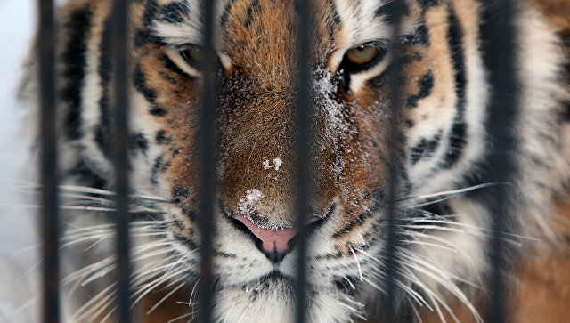 Амурский тигр. Архивное фото