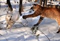 Канадская пума по кличке Пумка и щенок хаски по кличке Умка осваивают новую территорию в Приморском сафари-парке во Владивостоке Канадская пума по кличке Пумка и щенок хаски по кличке Умка осваивают новую территорию в Приморском сафари-парке во Владивостоке
