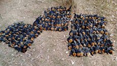 Летучие мыши, умершие от жары Летучие мыши, умершие от жары