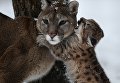 Самка пумы Милана с детенышем, родившимся в конце ноября 2017 в Новосибирском зоопарке имени Р.А. Шило Самка пумы Милана с детенышем, родившимся в конце ноября 2017 в Новосибирском зоопарке имени Р.А. Шило