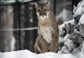 Самец пумы Гудзон в Новосибирском зоопарке имени Р.А. Шило Самец пумы Гудзон в Новосибирском зоопарке имени Р.А. Шило