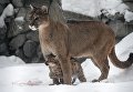 Самка пумы Милана с детенышем, родившимся в конце ноября 2017 в Новосибирском зоопарке имени Р.А. Шило Самка пумы Милана с детенышем, родившимся в конце ноября 2017 в Новосибирском зоопарке имени Р.А. Шило