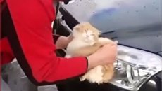 Житель Кубани помыл машину котом из мести Житель Кубани помыл машину котом из мести