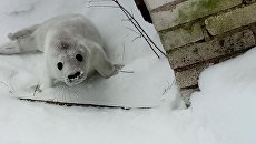 Серый тюлень, спасенный в Финском заливе. архивное фото Серый тюлень, спасенный в Финском заливе. архивное фото