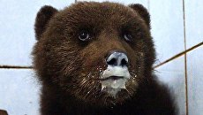 Медвежонок в центре Велес Медвежонок в центре Велес