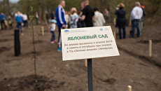 Посадка деревьев в яблоневом саду в память о жертвах трагедии в Кемерово. 30 апреля 2018 Посадка деревьев в яблоневом саду в память о жертвах трагедии в Кемерово. 30 апреля 2018
