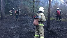 Пожар в парке Монрепо Пожар в парке Монрепо