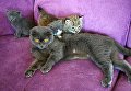 Кошка по кличке Моника со своими котятами и рысенком, которого она выкормила в зоопарке Чудесный недалеко от Уссурийска в Приморском крае. Теперь она воспитывает его, поскольку биологическая мама не может ухаживать за детенышем из‐за проблем со здоровьем Кошка по кличке Моника со своими котятами и рысенком, которого она выкормила в зоопарке Чудесный недалеко от Уссурийска в Приморском крае. Теперь она воспитывает его, поскольку биологическая мама не может ухаживать за детенышем из‐за проблем со здоровьем