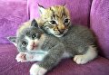 Рысенок, которого выкормила кошка по кличке Моника в зоопарке Чудесный недалеко от Уссурийска в Приморском крае, и ее детеныш Рысенок, которого выкормила кошка по кличке Моника в зоопарке Чудесный недалеко от Уссурийска в Приморском крае, и ее детеныш
