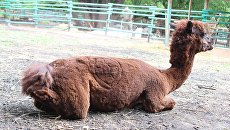 Альпака по имени Индус Альпака по имени Индус