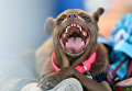 Собака на конкурсе Самая уродливая собака в мире(World's Ugliest Dog) Собака на конкурсе Самая уродливая собака в мире(World's Ugliest Dog)
