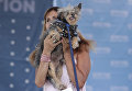 Собака на конкурсе Самая уродливая собака в мире(World's Ugliest Dog) Собака на конкурсе Самая уродливая собака в мире(World's Ugliest Dog)