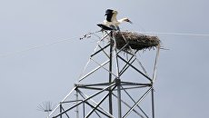 Аист на линии высоковольтных передач в Амурской области Аист на линии высоковольтных передач в Амурской области