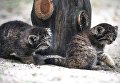 Котята сибирского манула, родившиеся в мае 2018 в Новосибирском зоопарке имени Р.А. Шило Котята сибирского манула, родившиеся в мае 2018 в Новосибирском зоопарке имени Р.А. Шило