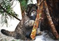 Котенок сибирского манула, родившийся в мае 2018 в Новосибирском зоопарке имени Р.А. Шило Котенок сибирского манула, родившийся в мае 2018 в Новосибирском зоопарке имени Р.А. Шило