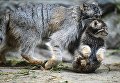 Самка манула со своим котенком, родившимся в мае 2018, в вольере Новосибирского зоопарка имени Р.А. Шило Самка манула со своим котенком, родившимся в мае 2018, в вольере Новосибирского зоопарка имени Р.А. Шило