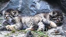 Котята сибирского манула, родившиеся в мае 2018 в Новосибирском зоопарке имени Р.А. Шило Котята сибирского манула, родившиеся в мае 2018 в Новосибирском зоопарке имени Р.А. Шило