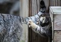 Котенок сибирского манула, родившийся в мае 2018 в Новосибирском зоопарке имени Р.А. Шило Котенок сибирского манула, родившийся в мае 2018 в Новосибирском зоопарке имени Р.А. Шило