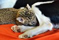 Кокер-спаниель воспитывает котенка леопарда во Владивостоке Кокер-спаниель воспитывает котенка леопарда во Владивостоке