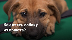 Как взять собаку из приюта в Подмосковье? Как взять собаку из приюта в Подмосковье?