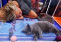 Британские короткошерстные кошки, согласно легенде, являются потомками Чеширского кота Британские короткошерстные кошки, согласно легенде, являются потомками Чеширского кота