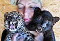 Ветеринарный врач Евгения Скоробогатова с двухмесячными детенышами дальневосточного леопарда по кличке Аиша (слева) и пантеры по кличке Арчи, недавно привезенными из Абакана на территории зоопарка Садгород во Владивостоке Ветеринарный врач Евгения Скоробогатова с двухмесячными детенышами дальневосточного леопарда по кличке Аиша (слева) и пантеры по кличке Арчи, недавно привезенными из Абакана на территории зоопарка Садгород во Владивостоке