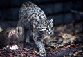 Пятимесячная самка амурского лесного кота в Московском зоопарке Пятимесячная самка амурского лесного кота в Московском зоопарке