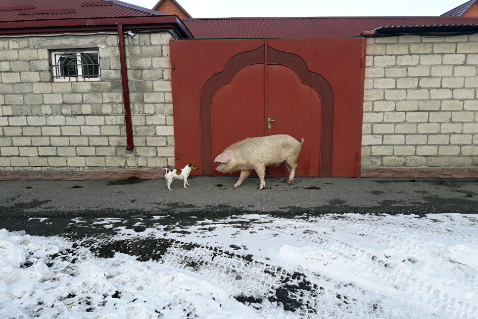 Тимон и Пумба встретились, они существуют (Осетия, Фиагдон).