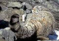 Манул в Саяно-Шушенском заповеднике Манул в Саяно-Шушенском заповеднике