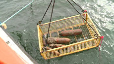 Спасатели поднимают со дна моря снаряды времен Великой Отечественной войны Спасатели поднимают со дна моря снаряды времен Великой Отечественной войны