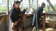 Лосята пьют молоко из соски и бегают с детьми наперегонки Лосята пьют молоко из соски и бегают с детьми наперегонки