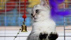Выставка кошек в Новосибирске: египетская мау и американские селкирки Выставка кошек в Новосибирске: египетская мау и американские селкирки