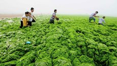 Зеленые водоросли на побережье в Циндао, Китай Зеленые водоросли на побережье в Циндао, Китай