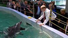 Путин покормил дельфинов и пожал ласты моржу в океанариуме Владивостока Путин покормил дельфинов и пожал ласты моржу в океанариуме Владивостока