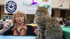 Международная выставка кошек Кубок Сибирских Афин Международная выставка кошек Кубок Сибирских Афин