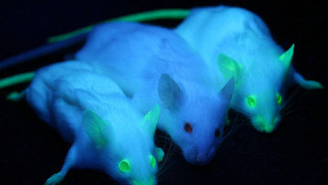 Светящиеся мыши
